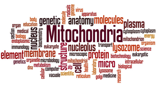 Mitochondrien stärken: Tipps für eine gesündere Zellatmung