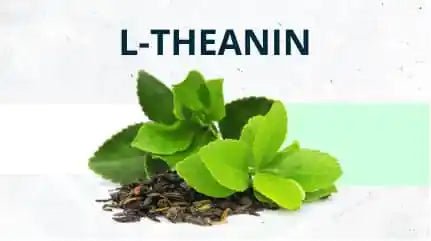 L-Theanin – Wirkung, Dosierung und Synergieeffekte - Brandl Nutrition