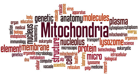 Mitochondrien stärken: Tipps für eine gesündere Zellatmung - Brandl Nutrition