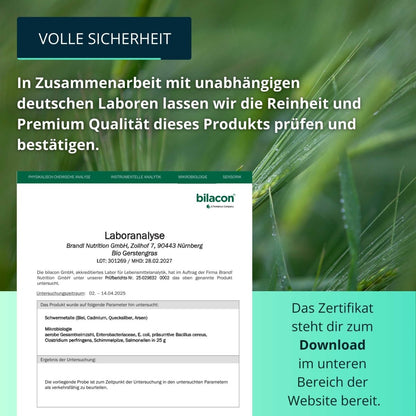 Bio Gerstengras Pulver - Brandl Nutrition